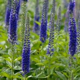 Sunny Border Blue Speedwell